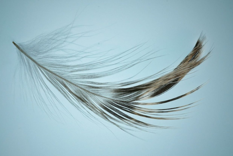 Accompagnement au tri et coaching en organisation de maison à Toulouse - Allégez votre intérieur